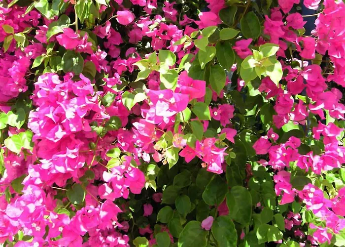 Popi 아파트호텔 알카사